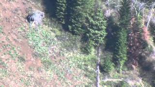 Hell's Canyon Bear