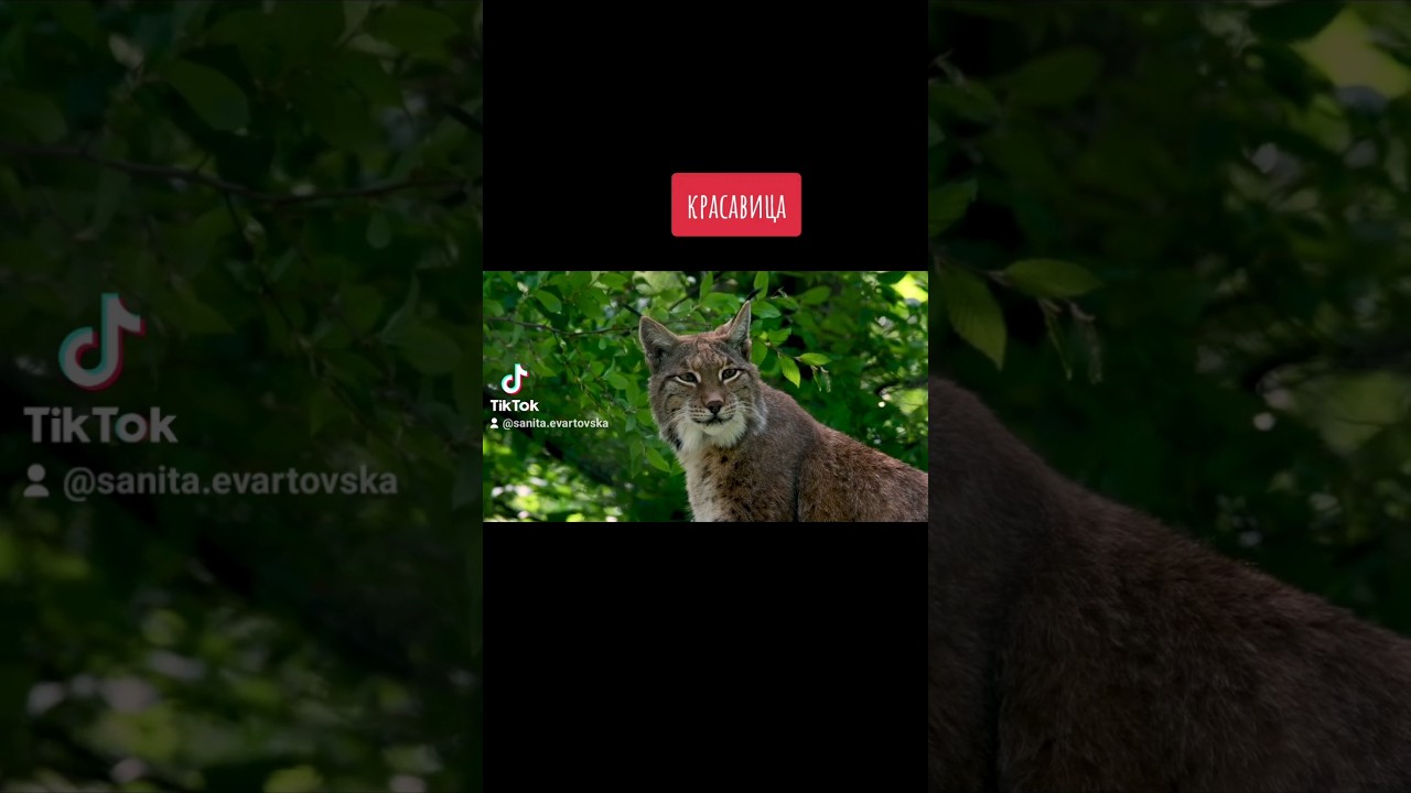 💜 Красавица РЫСЬ 💜 