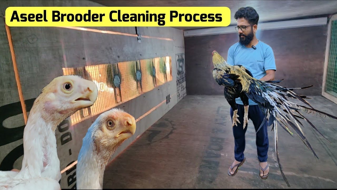 How To Clean Your Chicks Brooder - YouTube