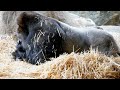 Gorillas Make Their Bed Out Of Hay