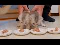 The kitten is so cute as it's led away and immediately starts to bite!