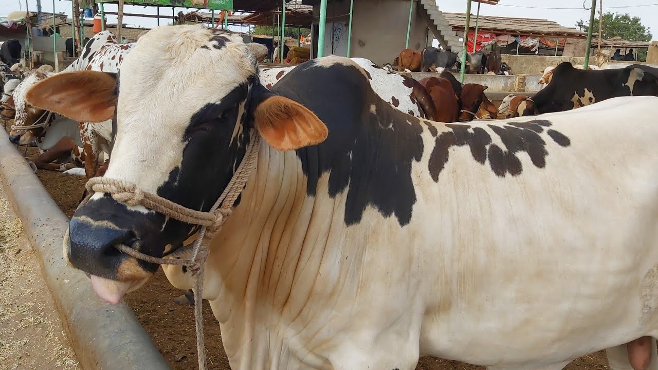 🔴 Live BARGAINING at Bhains Colony Cow Mandi 2019 Karachi Latest Price Updates of Cow Mandi Karachi