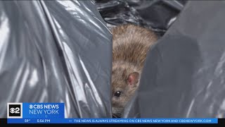 Inside one of NYC's new rat mitigation zones
