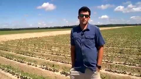 James Wray Discusses Engenia® Herbicide Application Part 1