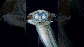 Meet the telescopefish. (Yes, they're real.)