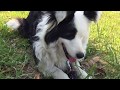 犬のしつけグッズ　その3　口輪を付けようと思った訳『犬バカ日記』白黒ボーダーななちゃん