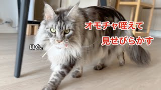 大好きなオモチャを咥えて見せびらかす猫【大きい猫 メインクーン】