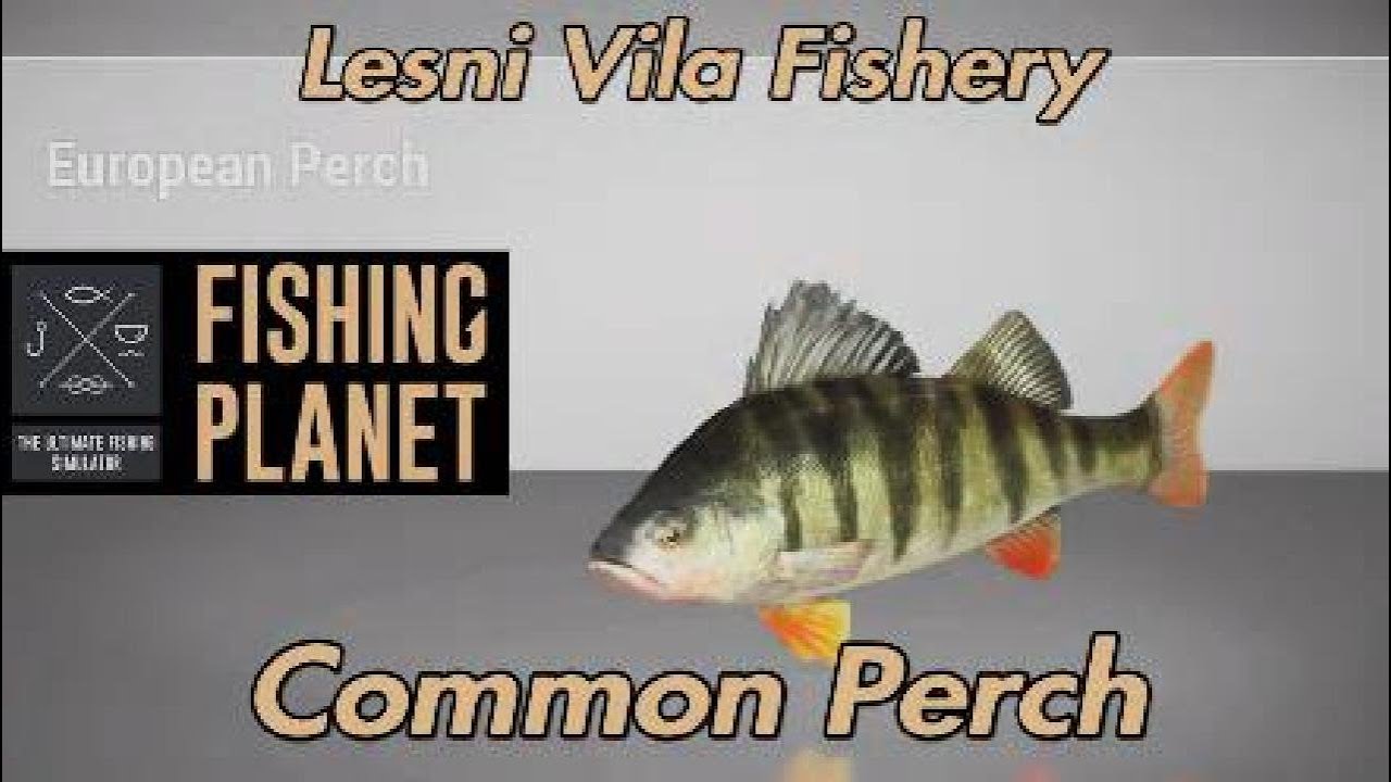 Fishing Common European Perch Lesni Vila Fishery YouTube