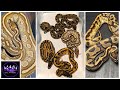 (Clutch1-2024) Slide - Second Year As A Ball Python Breeder