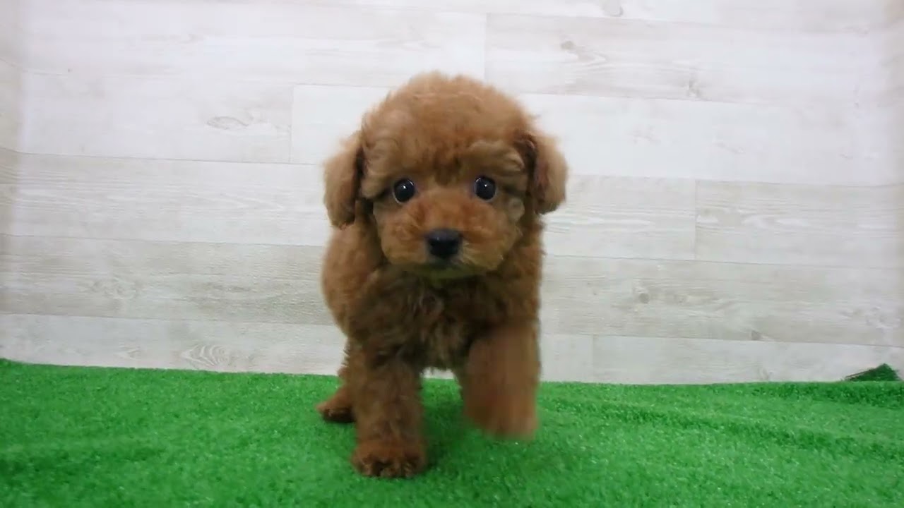 トイ・プードルの子犬（オス♂） 水戸店｜ペットショップCoo＆RIKU