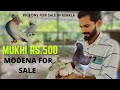 പ്രാവുകളുടെ വില  കുറഞ്ഞു  പ്രാവുകൾ വില്പനക് l PIGEONS FOR SALE MUKHI MODENA AND MUCH MORE