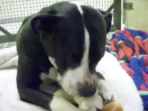 Rebel The Pitbull Savaging His Toy