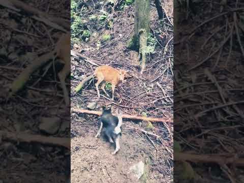 【猟犬】猟欲覚醒訓練映像　紀州犬サクラ生後６ケ月仔犬時代の映像　#shorts