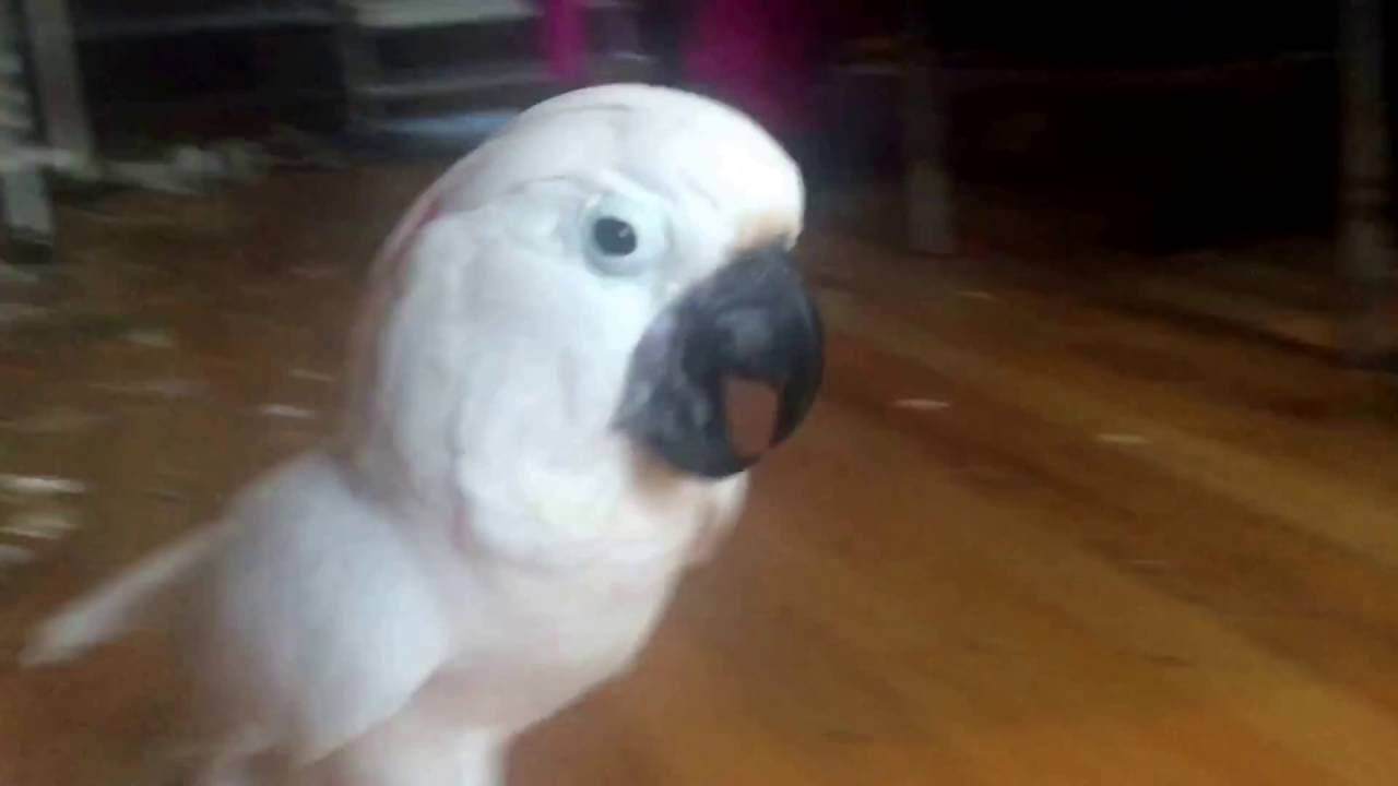 Playing with Misha the Moluccan cockatoo 