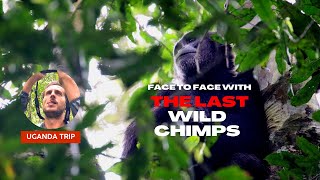 Face to Face with the Last Wild Chimpanzees in Uganda