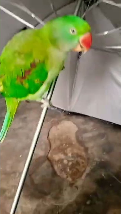 Piku Parrot enjoying Umbrella #parrot #parrotlover #parrotvideo #youtube