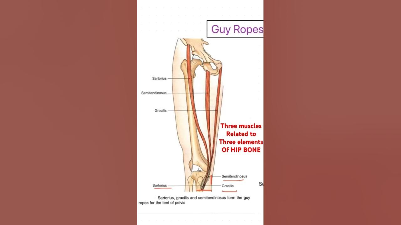 Three muscles of guy ropes related to three regions of Hip 