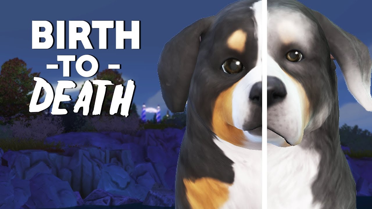 BIRTH TO DEATH (DOG EDITION) // The Sims 4 YouTube