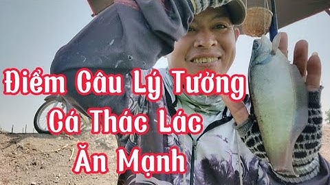 Điểm Câu Lý Tưởng Cá Thác Lác Ăn Mạnh / Chuyến Câu Cuối Năm Giật Sướng Tay @tvchimcacanhfishing