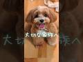 人もワンちゃんも音楽の好みってありますよね。『大切な家族へ』#PR #OTOTRIP #オトとりっぷ #犬 #音楽 #ショートドラマ #ごっこ倶楽部 #ショートフィルム #ドラマ #WEBREEN
