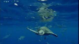 Great white shark territory - migration of ocean animals - seals, fish and turtles - BBC