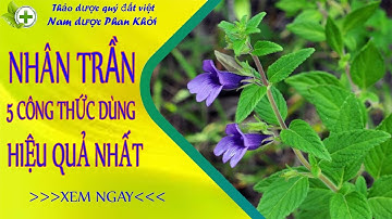 Nhân trần và 5 công thức dùng hiệu quả nhất