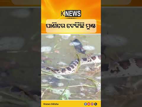 ପାଣିରେ ଟେକିଛି ମୁଣ୍ଡ #knewsodisha