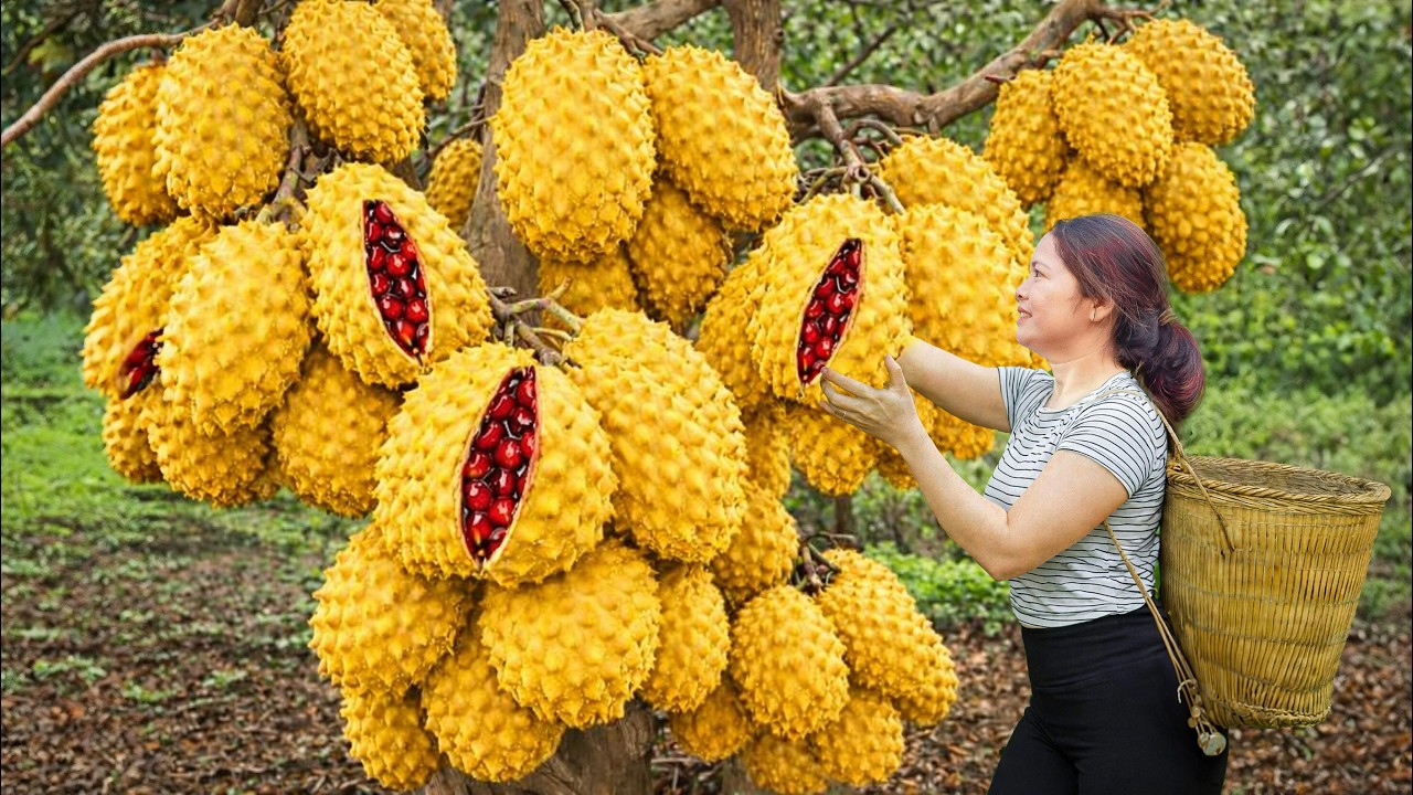 Harvesting Rare Yellow Soursop To Sell | Tropical Fruits People Line up To Buy on Major Holidays