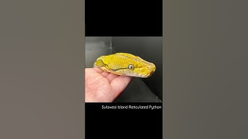 Sulawesi Island Reticulated Python