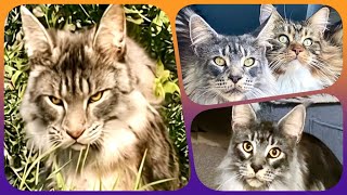 🌟🐾 Top10 Week 8 - Maine Coon Showtime! Your Ranking of Shorts with Sherkan & Shippie! 🐾🌟 121 by Maine Coon Cats TV 107 views 2 months ago 2 minutes, 45 seconds