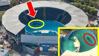 The Internet MUST SAVE Lolita From Miami Seaquarium (52 YEARS in THIS) by Bright Insight 149,304 views 1 year ago 9 minutes, 26 seconds
