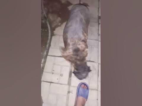 В подробностях об Сервал что это за животное