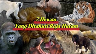 7 Hewan ini bikin singa kocar kacir #faktahewan #animals 