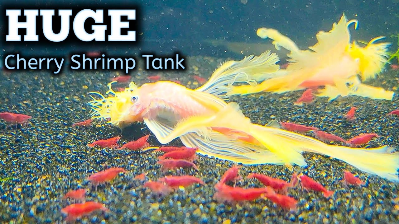 HUGE Cherry Shrimp Tank