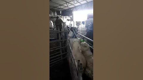 CLIPEX Sheep Handler Demo