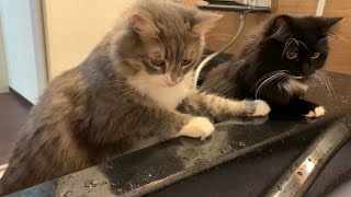 お風呂を覗きに来る猫達　ノルウェージャンフォレストキャット＆ラガマフィン　 Cats coming to look into the bath