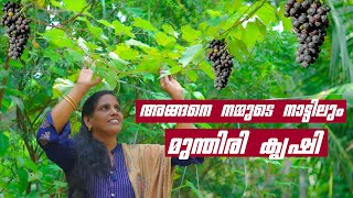 How to Plant Grapes at Home | Grapes cultivation Malayalam | നമ്മുടെ നാട്ടിലും മുന്തിരി കൃഷി