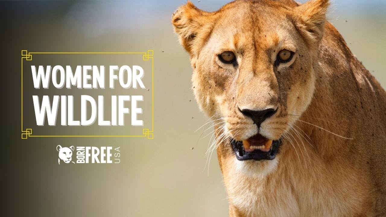 Women for wildlife born free usa youtube