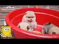 「絶対に笑う」あり得ないことをする犬★おもしろい犬のハプニング, 失敗画像集 #39