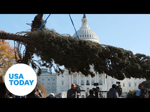The Capitol Christmas Tree arrives in Washington, D.C. | USA TODAY