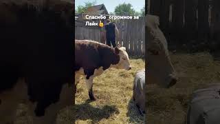 Бычки Герефорды .цена 68-тыс руб вкруг ,в Волгограде +7 937 250-25-75