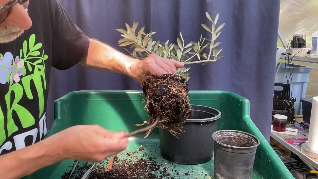 Up-Potting an Olive Tree from Aldi. 9-Sep-2024 - YouTube