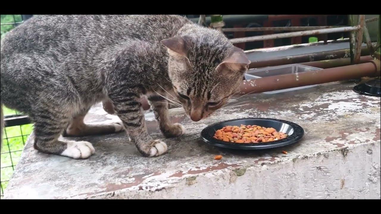 Feels GOOD to feed Stray Cats and my Indoor Cats too! 🥰😻 YouTube