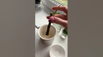 Как быстро укоренить черенки, рассаду и луковичные ?🌱🪴