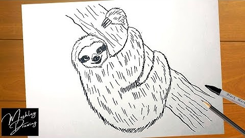 How to Draw a Sloth Easy Step by Step
