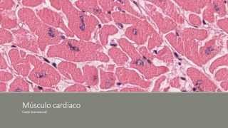 Tejido muscular y nervioso