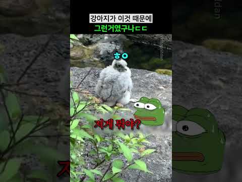 강아지가 이것 때문에 그런거였구나ㄷㄷ thumbnail