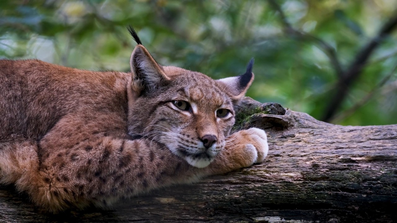 🐾  Relaxing Wild Cats & Nature Sounds | Cat Discovery