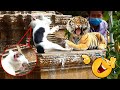 Real Cat Is Terrified By Fake Tiger Prank Funny Video 2021_ Try Not To Laugh Funny Cat Reaction
