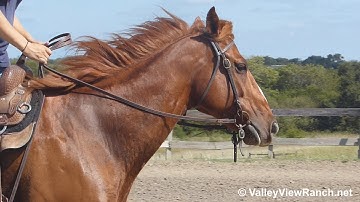 Streakin Bridless***For info, price, etc., go to our website*** Valley View Ranch